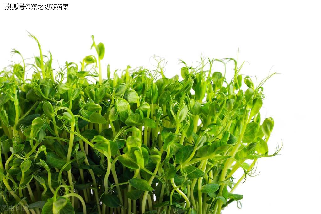 种植豌豆芽苗菜应该注意什么?