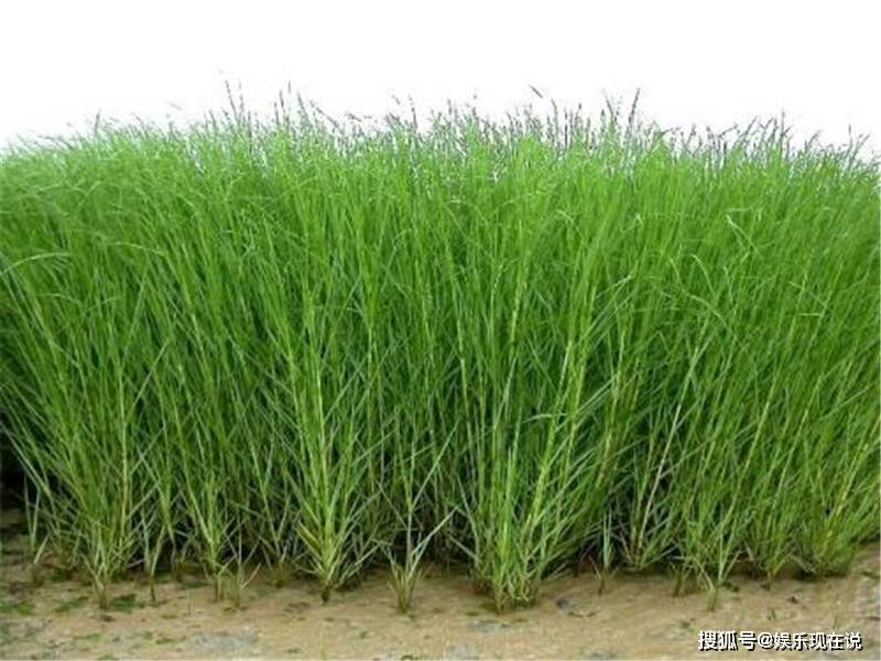 互花米草对本地的生态造成的影响非常恶劣,但是对互花米草的清除却