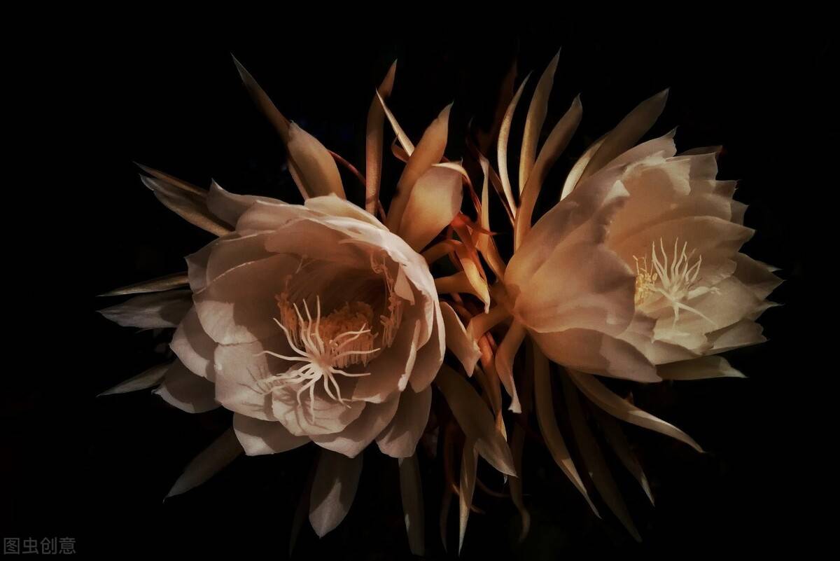 夜间昙花一现一瞬之美何不来种植试试