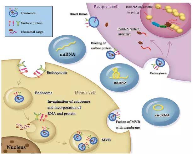 非編碼rna和外泌體研究怎麼弄?這些高分套路不要錯過