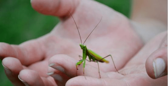 我們看動物世界都能曉得草原上的獅子都是以家庭為單位的,為什麼螳螂