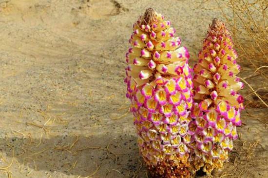 肉苁蓉品种一种叫荒漠一种叫管花