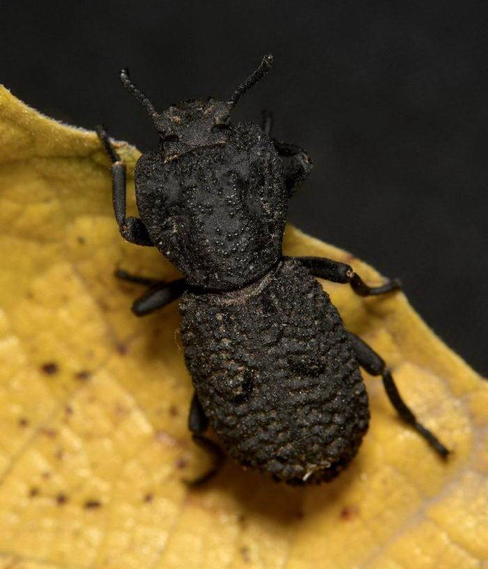 这是一种钢铠甲虫,被汽车碾碎也能幸存.还能承受其重量39,000次