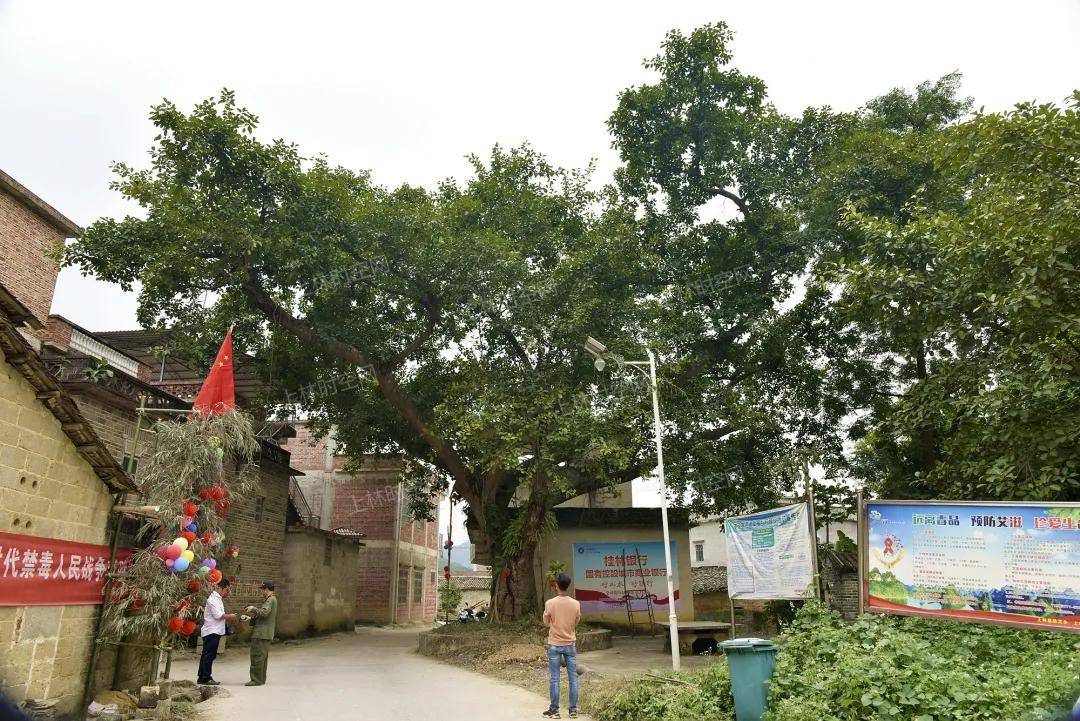 上林县巷贤镇耀河中显庄不一样的过节方式引得外国女婿现学壮话送祝福