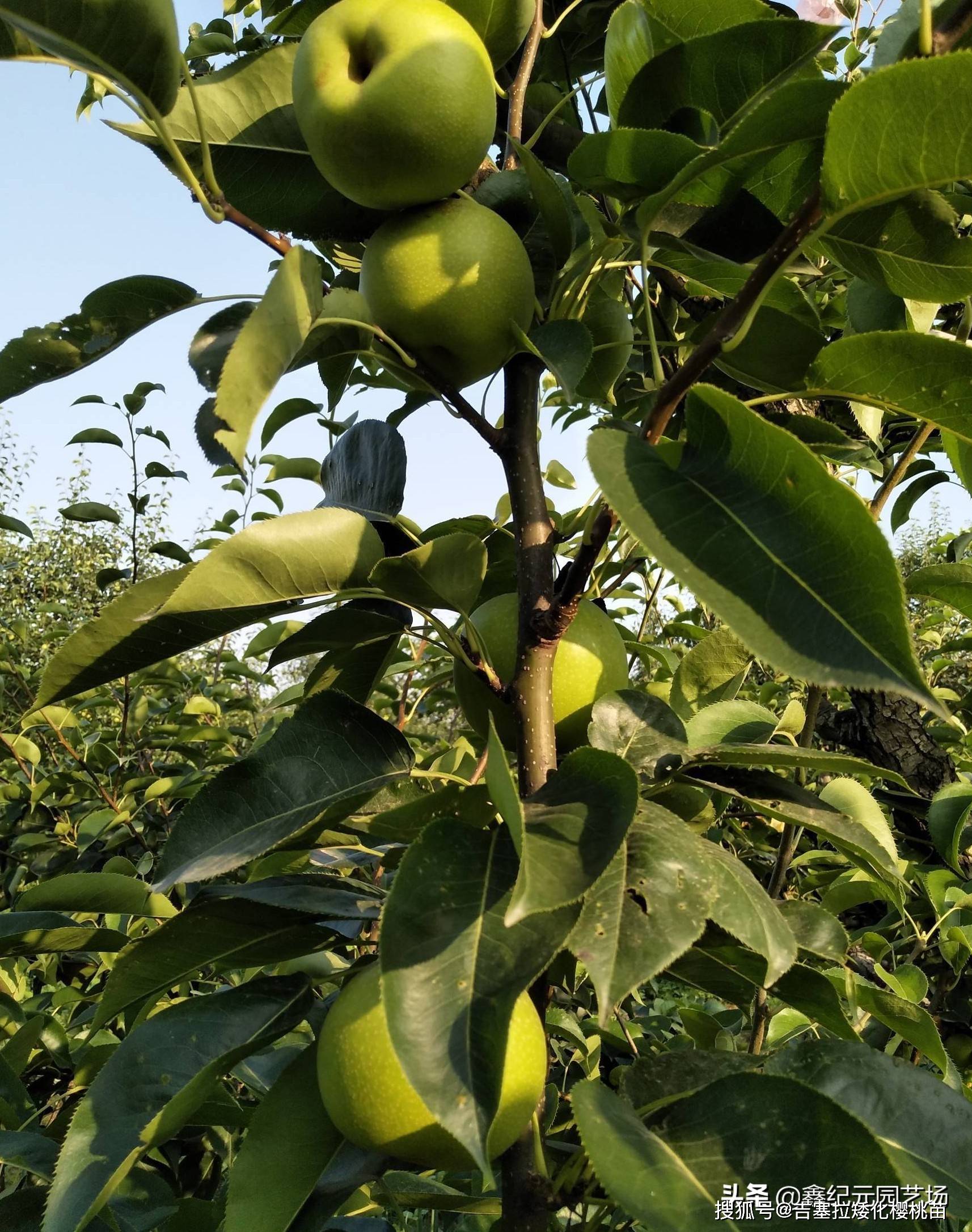 梨树2020热销早熟品种——苏脆一号