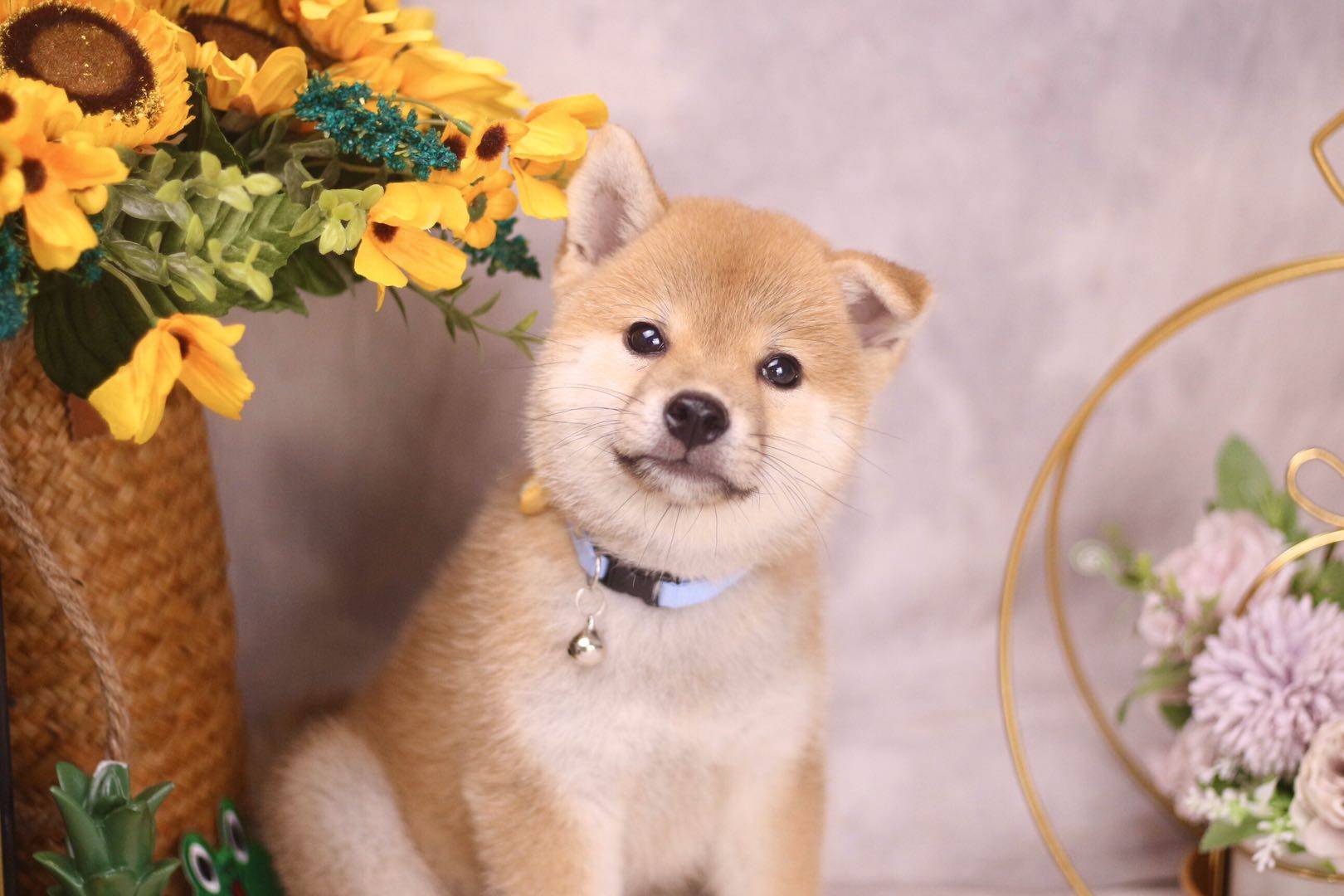 想养柴犬的家长们:你知道有四色柴犬吗?你了解多少?