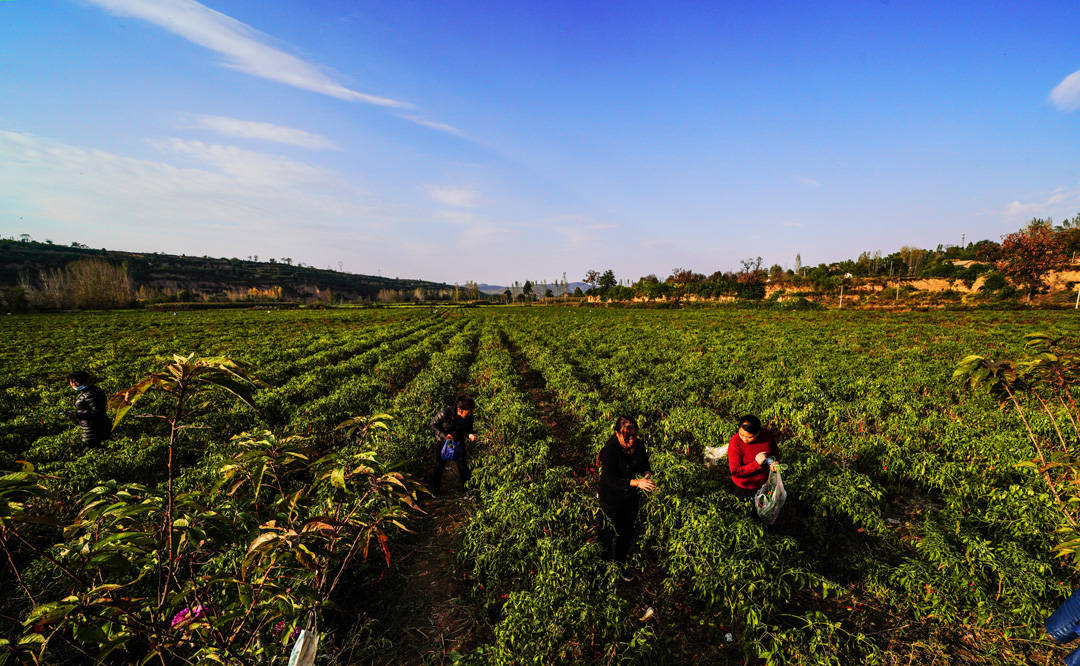 陕西千阳县张家塬镇新文村的辣椒红了