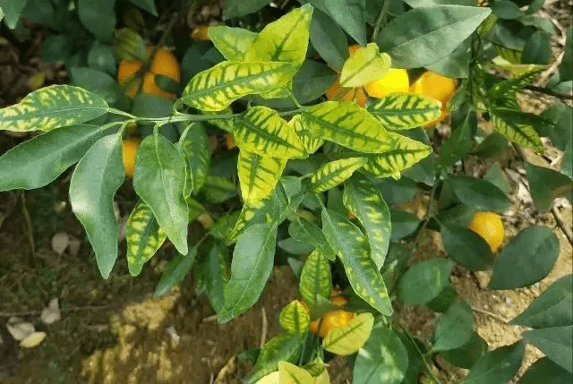 柑橘黄脉病图片