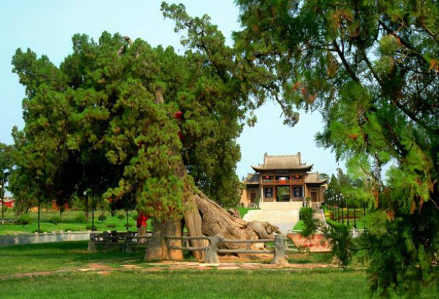 "运城十大树王"出炉!为不平凡的树去旅行