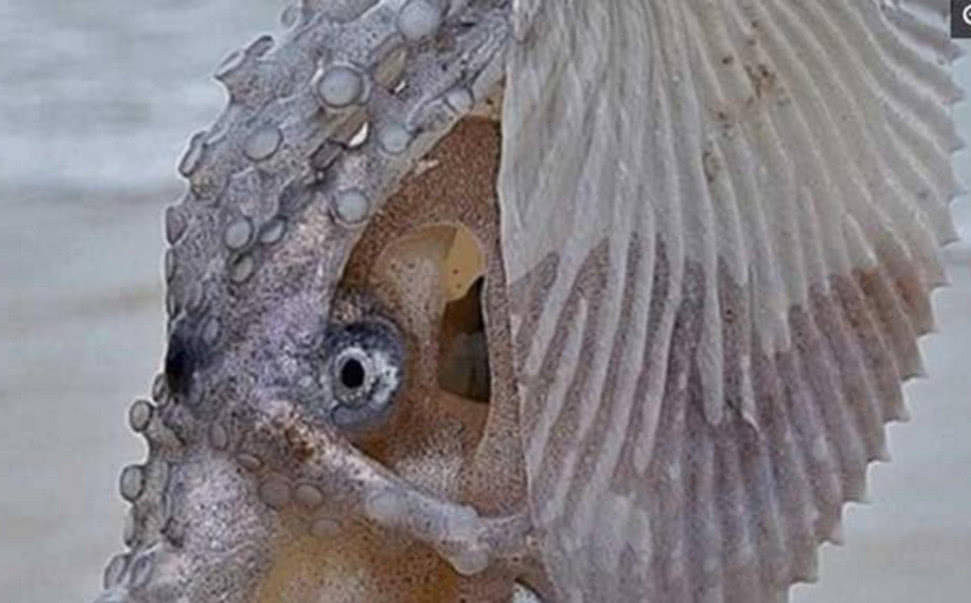 夫妻在海边捡到漂亮贝壳仔细看竟长着眼睛上网一查长见识了