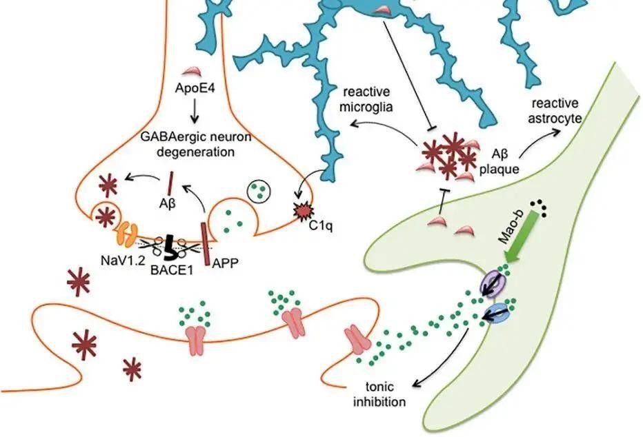 申勇团队提出"gaba能系统功能异常导致阿尔茨海默病发病"的新假说