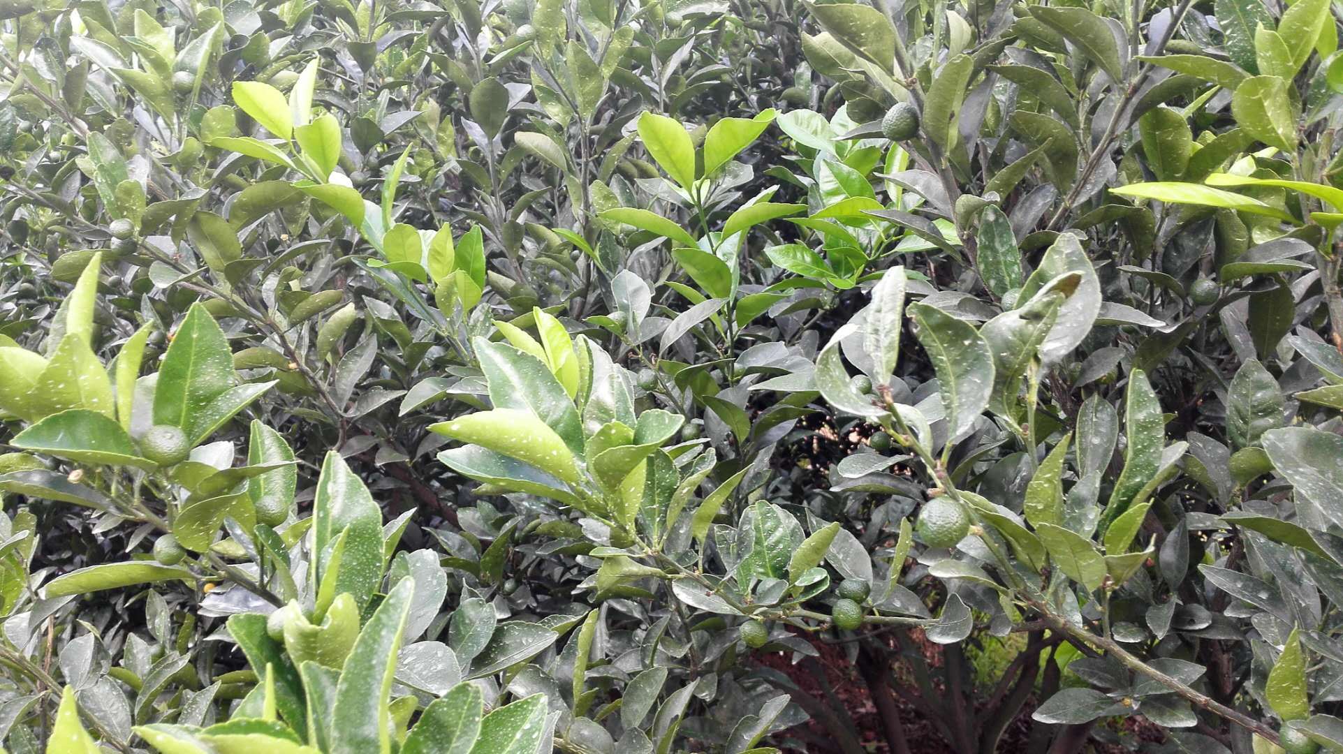 常绿果树防冻越冬措施