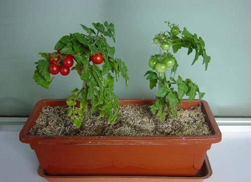 原创养厌了花草那就在家养蔬菜盆景吧