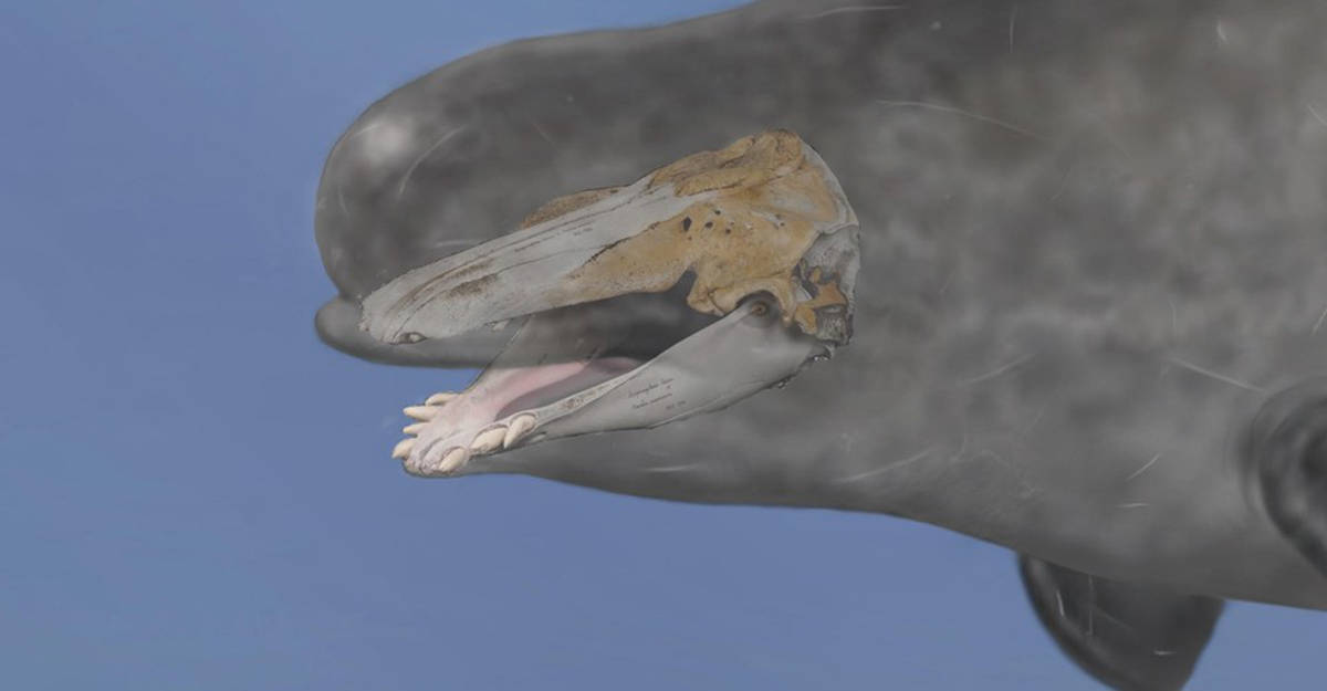 生殖隔离是不可逾越的屏障?那么鲸豚兽,狮虎兽杂交生物缘何产生