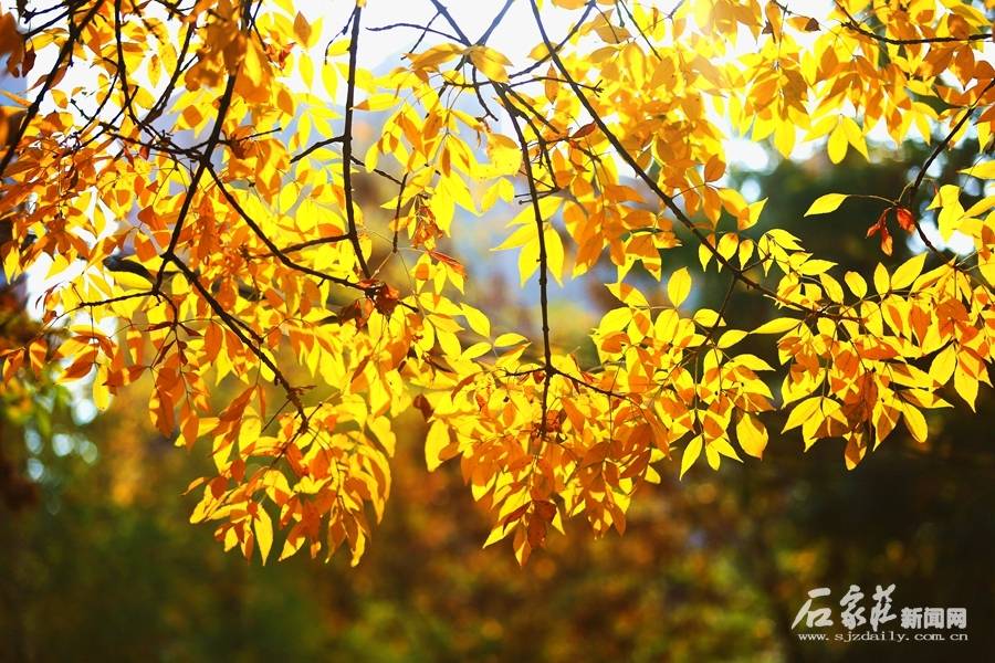 金秋的白蜡树惹人喜爱