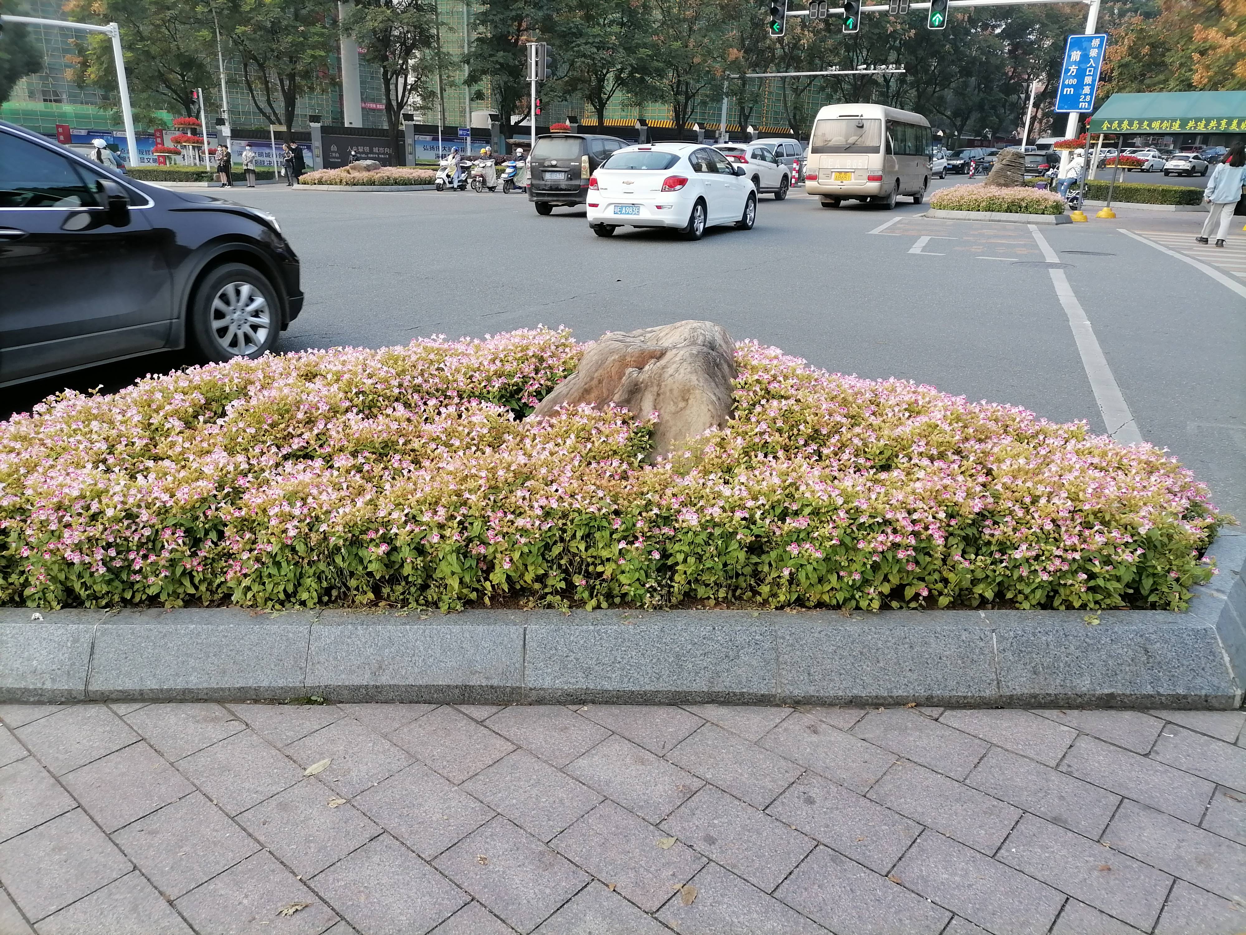 中州大道花坛图片