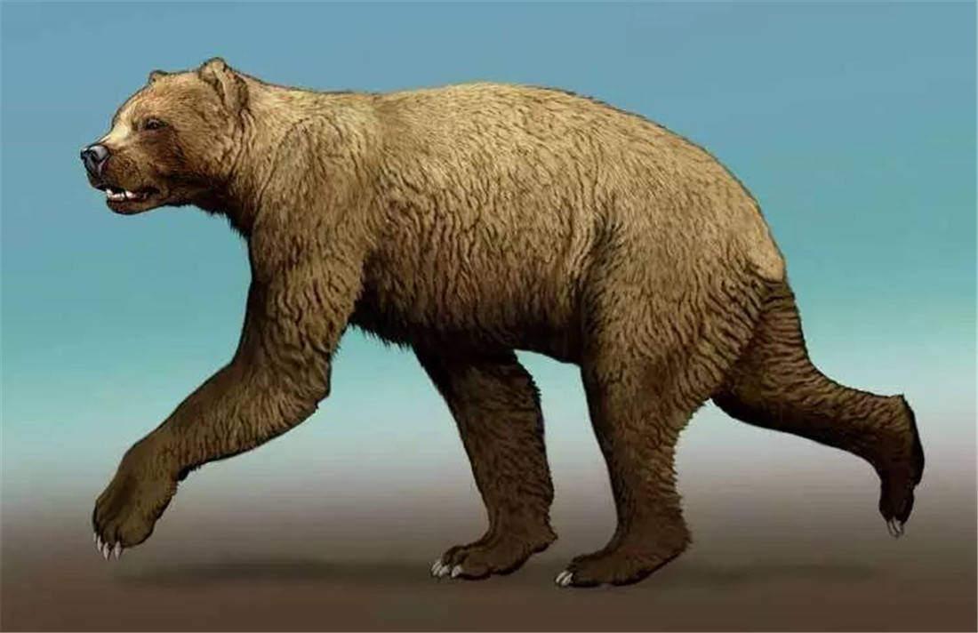 原创每天吃32斤肉短面熊最重15吨单挑恐狼群从剑齿虎口中夺食