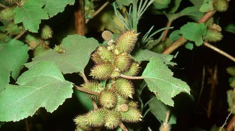 此种野果子,名叫金苍耳,能沾到衣服上,小时候上学经常玩_手机搜狐网