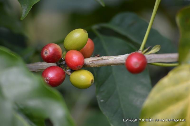 黑虫属遮颜蛾科;白虫又名紫胶白虫,正名为紫胶猎夜蛾,夜蛾科.