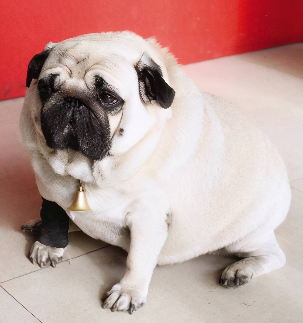 巴哥犬洗澡时这几大禁忌犯不得