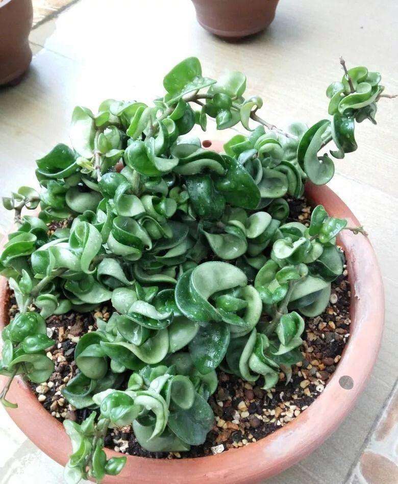 原创卷叶球兰特别可爱,叶子卷曲很时尚,给点水晒晒太阳开"球花"