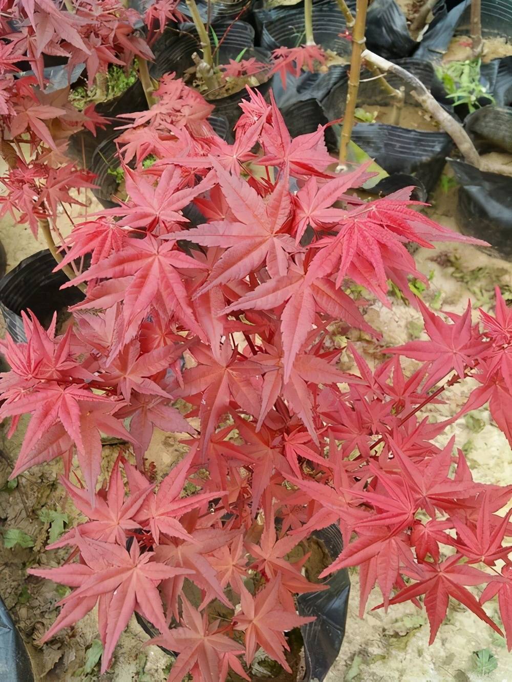 红舞姬不变色,可能是这3个方面出问题了,尤其是最后一个很重要