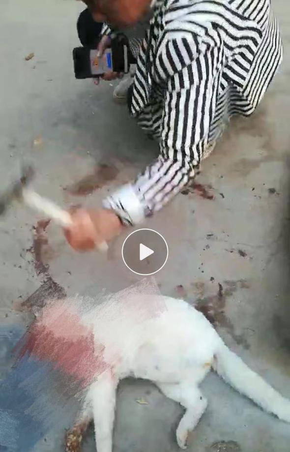 原创爱鸽人士用锤子砸死猫,还发群里炫耀成就,悲惨一幕惹怒爱猫人士