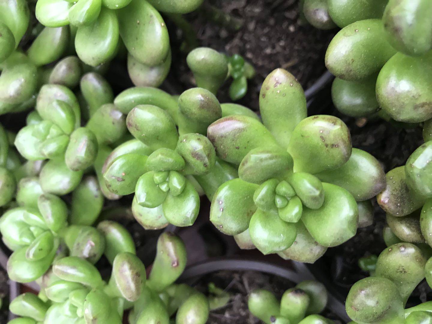 丸叶松绿的脆嫩