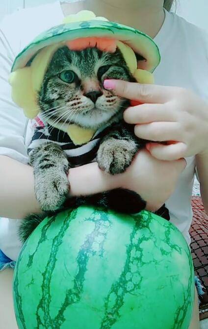 猫咪被藏西瓜里,提起来一看表情后,猫:活着有啥意思!