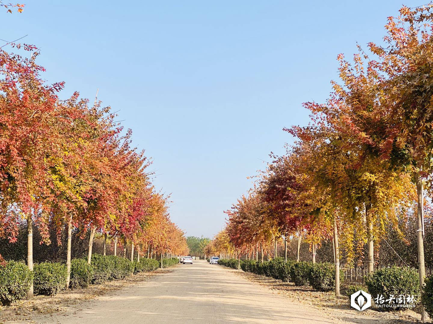 抬头园林|元宝枫在园林绿化中的多种应用