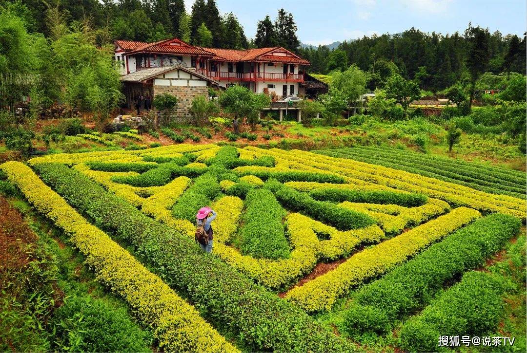 碧水丹青双世遗,九曲码头品好茶!