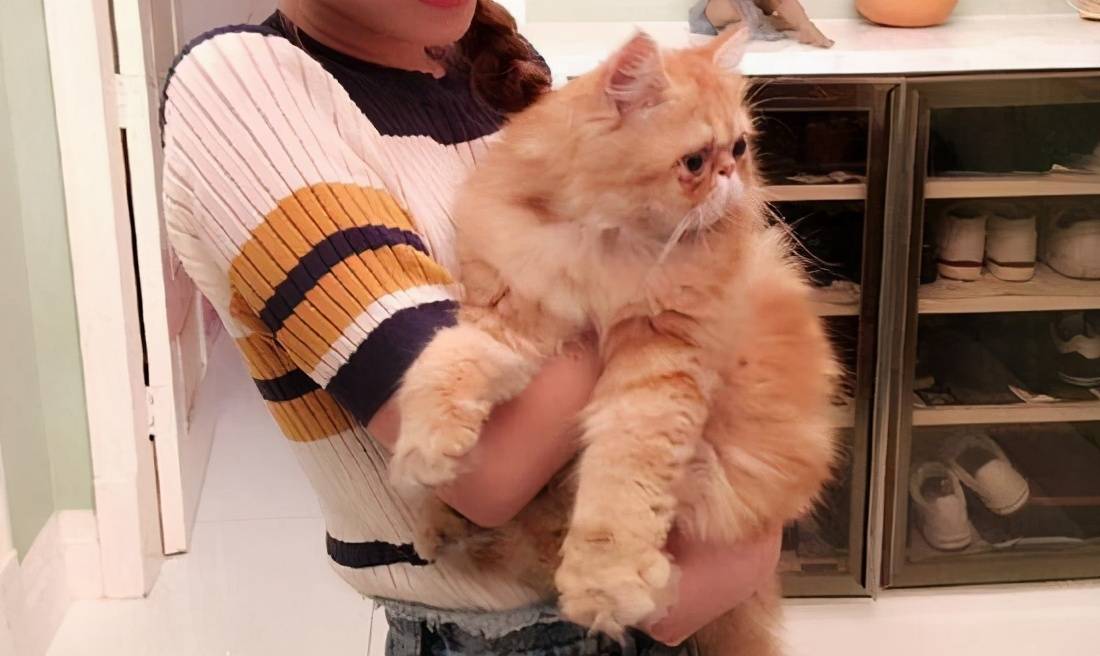 抱猫姿势千千万学会正确抱猫才能避免受伤