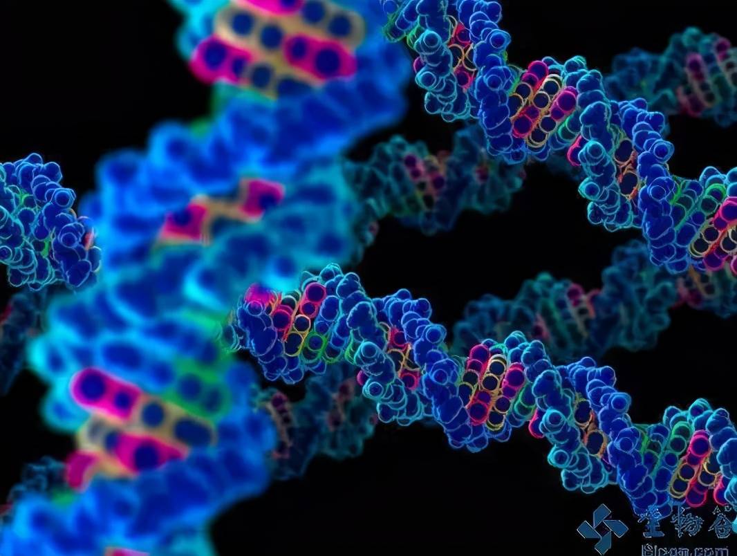 还包括有许多发现的仅由22个核苷酸组成的微小rna(mirna)的研究前景