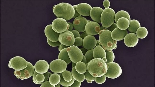 6)添加酵母后能利于起发,减少啤酒有害菌的污染,又能使形成的代谢产物