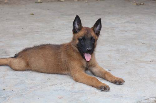 小马犬咳嗽流黄鼻涕