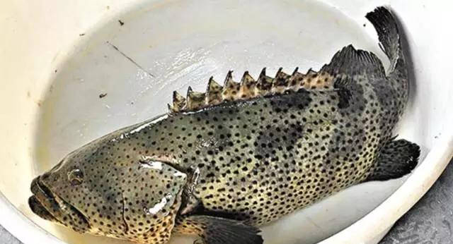 石斑鱼,为什么被叫做海中鸡肉_手机搜狐网