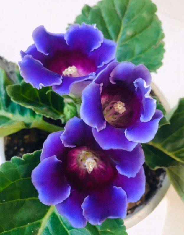 大岩桐的保养比较简单