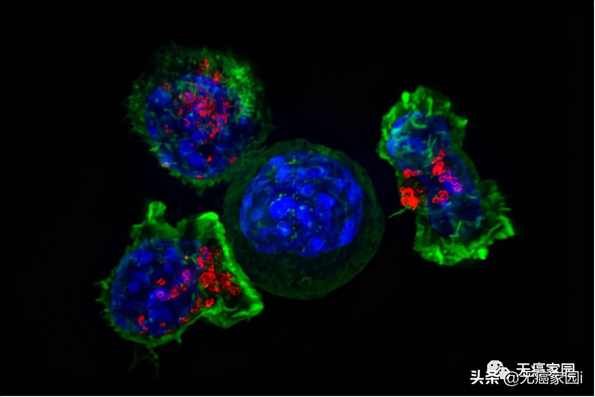原创大数据验证第二代cd19cart疗法成为抗癌新力量疗效安全两手抓