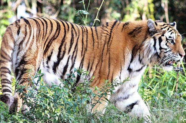 11月7日,生肖虎要历经3个大"坎",躲过往后就是大富大贵!_手机搜狐网