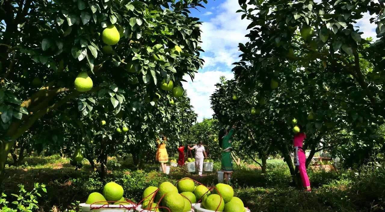 2020年南康赤土畲族乡花果园第二届甜柚采摘节将于11月14号举行_手机