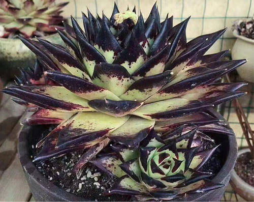 养多肉乌木了解掌握2个要点植株高贵霸气人人见了都夸酷