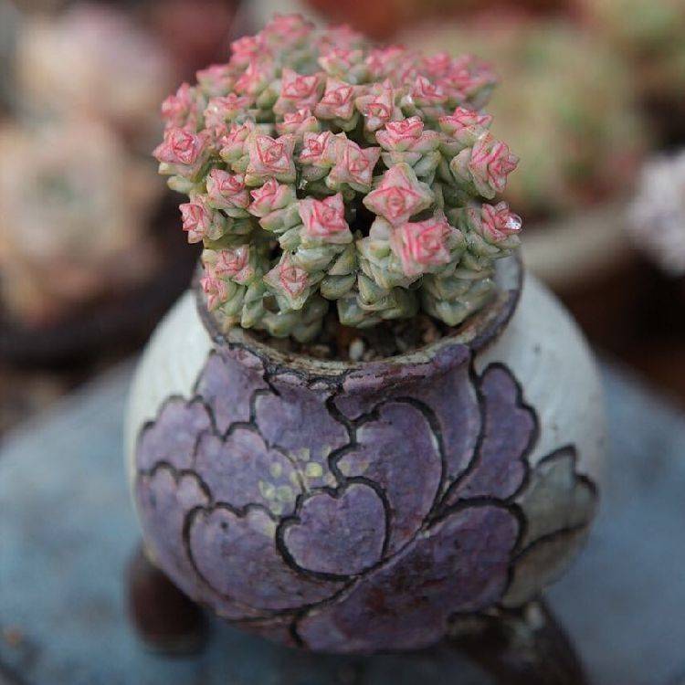 原创多肉蜡笔繁殖1枝剪3段放在花盆里叶片呜呼窜满枝头