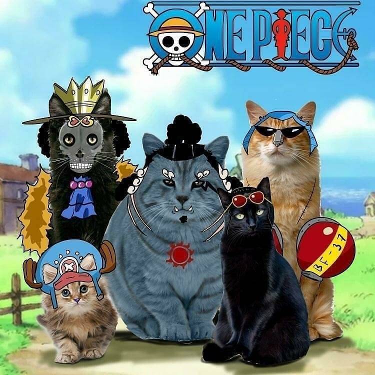 原创当喵星人遇到海贼王喵甚平cos最像喵索隆cos戏最多