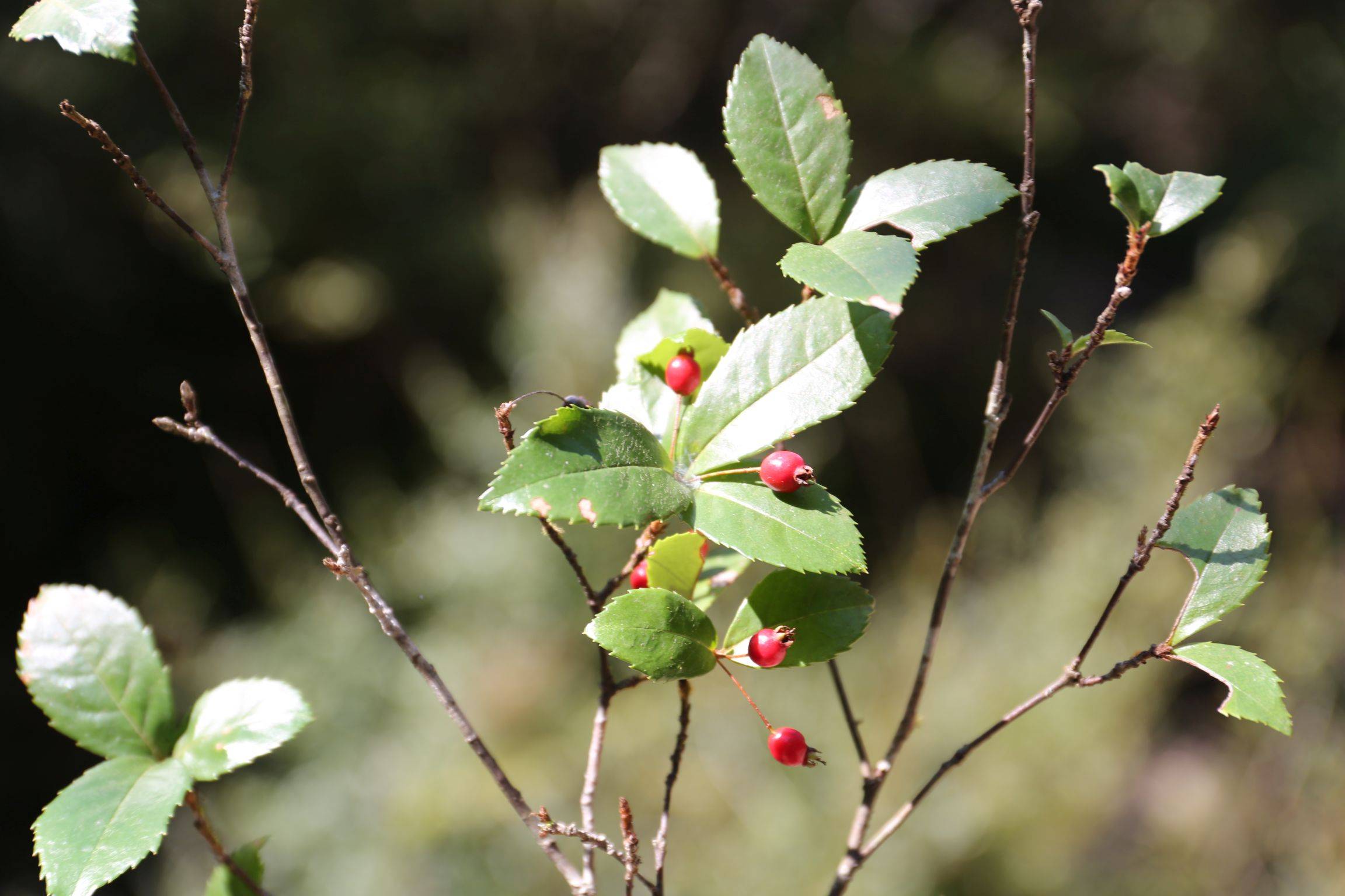 庆元植物1312-蔷薇科-石楠属-浙江石楠