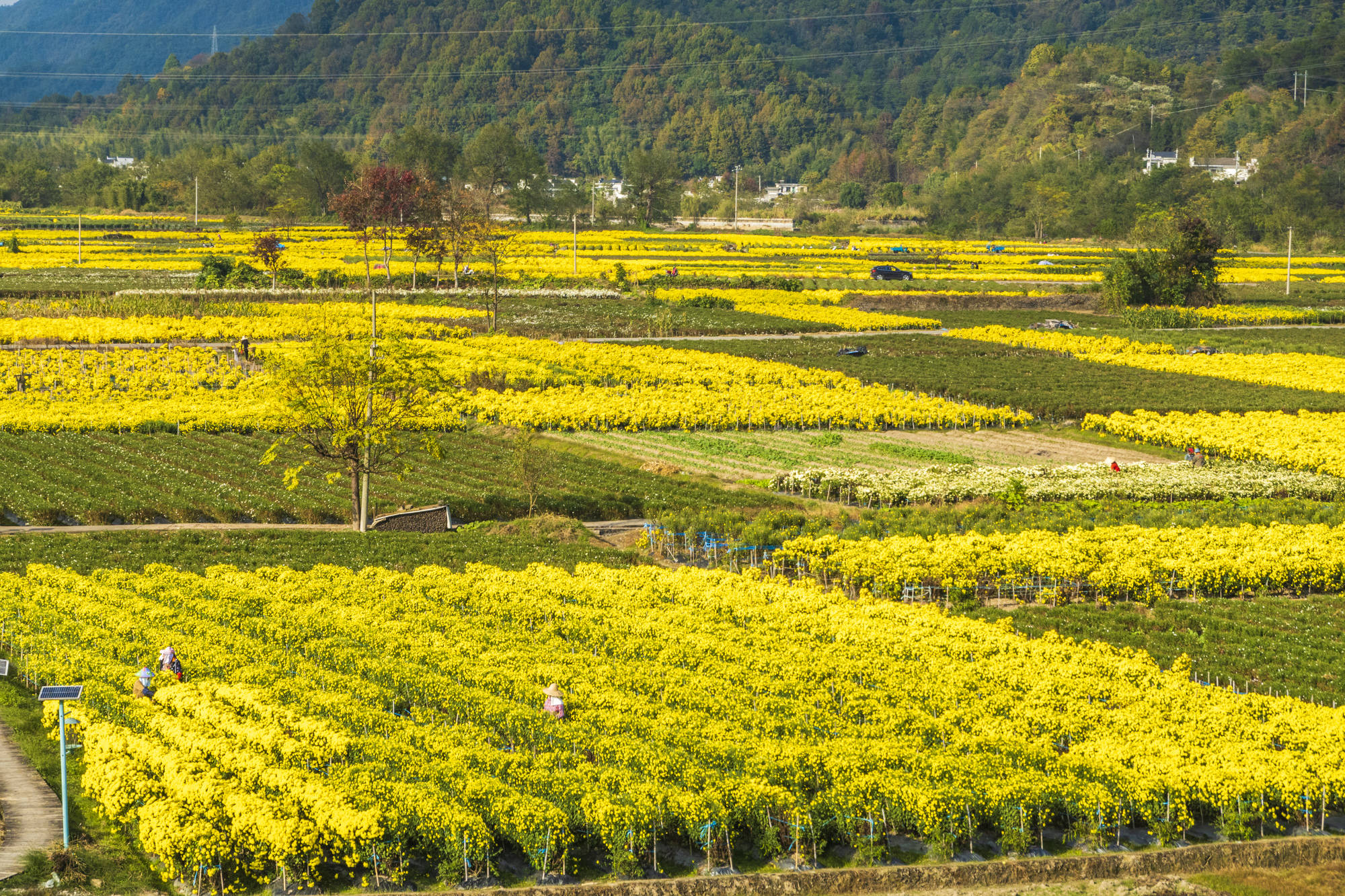 安徽有个"菊花村",2000亩菊田美成画,住在这里太幸福了!