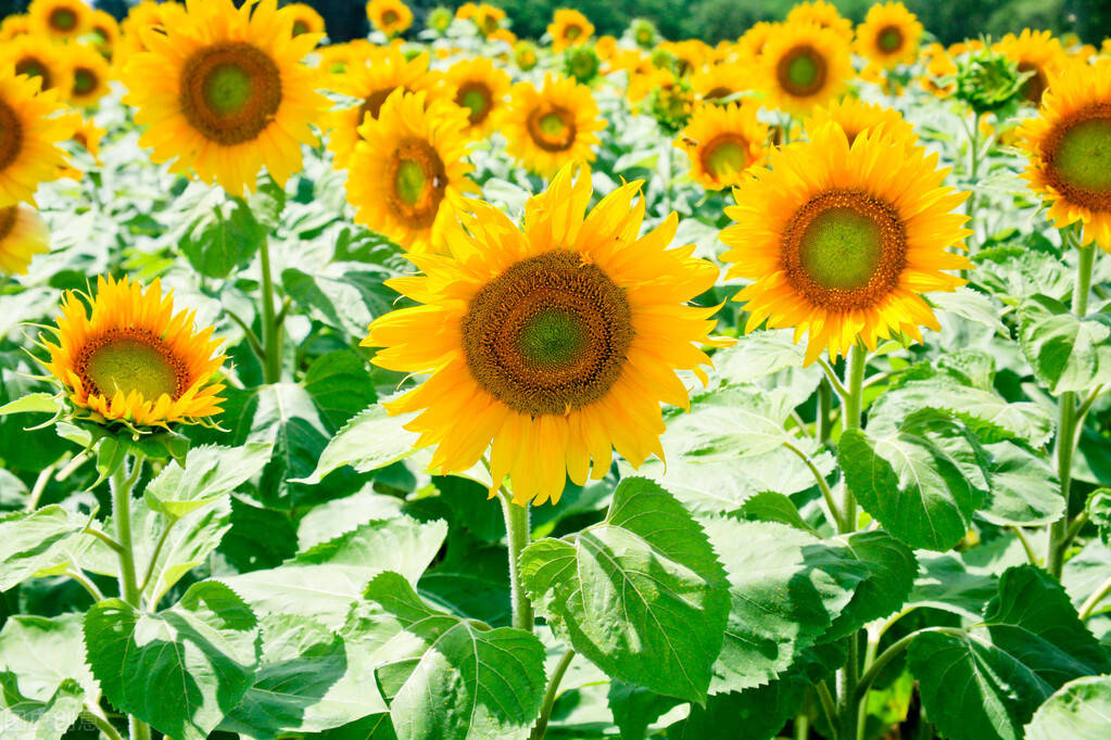 唯美精致的朋友圈流行语积极向上充满动力