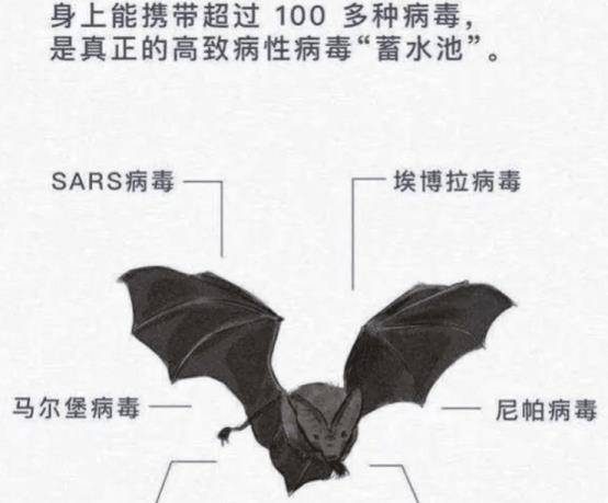 中国蝙蝠病毒图片