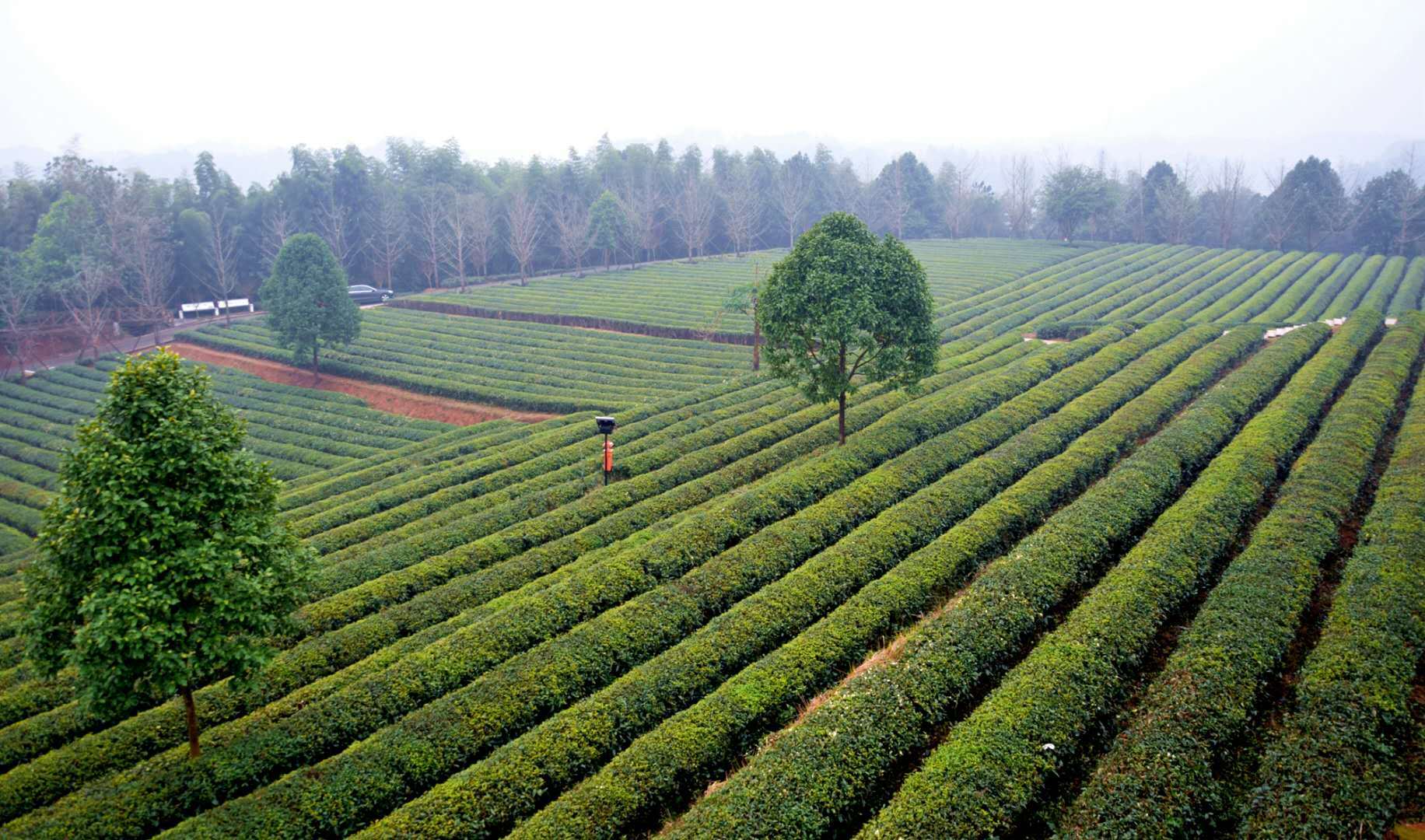 秋茶韵香漫金井 "长沙绿茶"抱团参展走红农博会_手机搜狐网