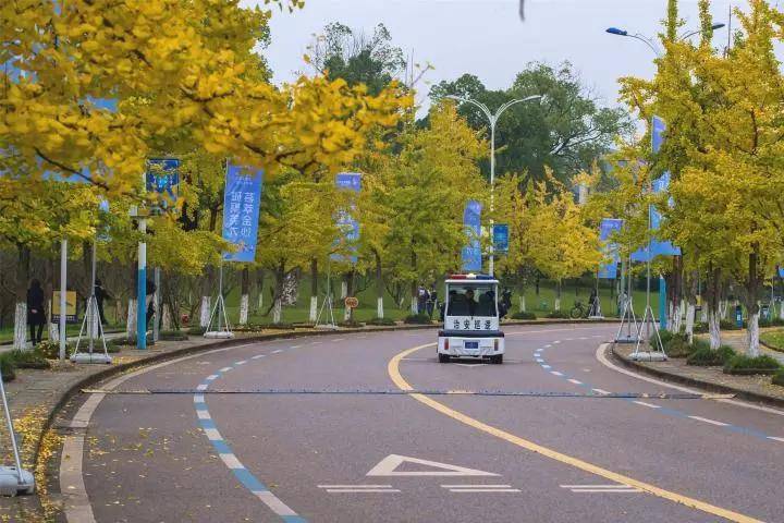 重大虎溪校区:银杏大道成景观大道
