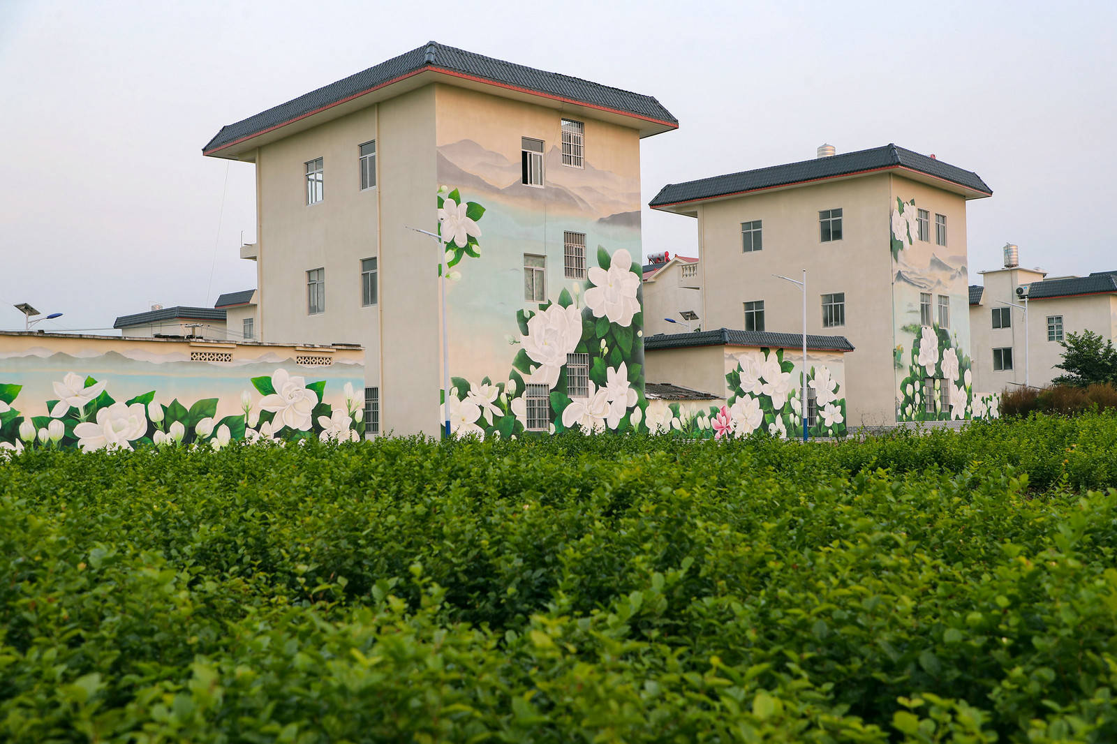 扮靓的横县"拍了拍"你,喊你来打卡~_茉莉花